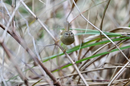 Yellow-bellied Bush Warbler (Horornis acanthizoides), photo 10