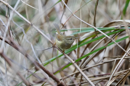 Yellow-bellied Bush Warbler (Horornis acanthizoides), photo 2