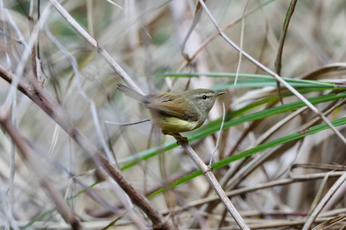 Yellow-bellied Bush Warbler (Horornis acanthizoides), photo 1