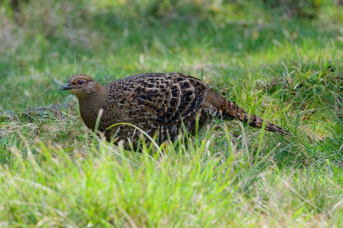 Mikado Pheasant (Syrmaticus mikado), photo 6