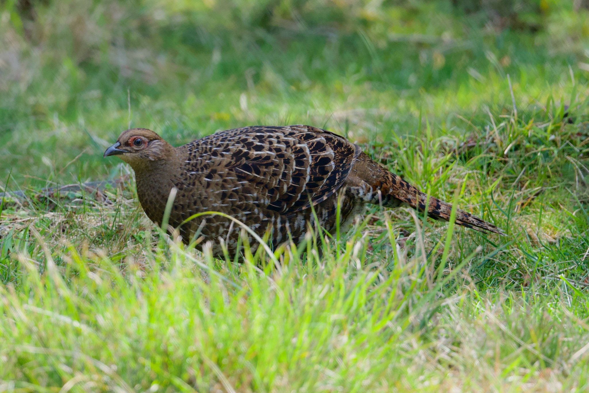 Mikado Pheasant (Syrmaticus mikado), photo 4