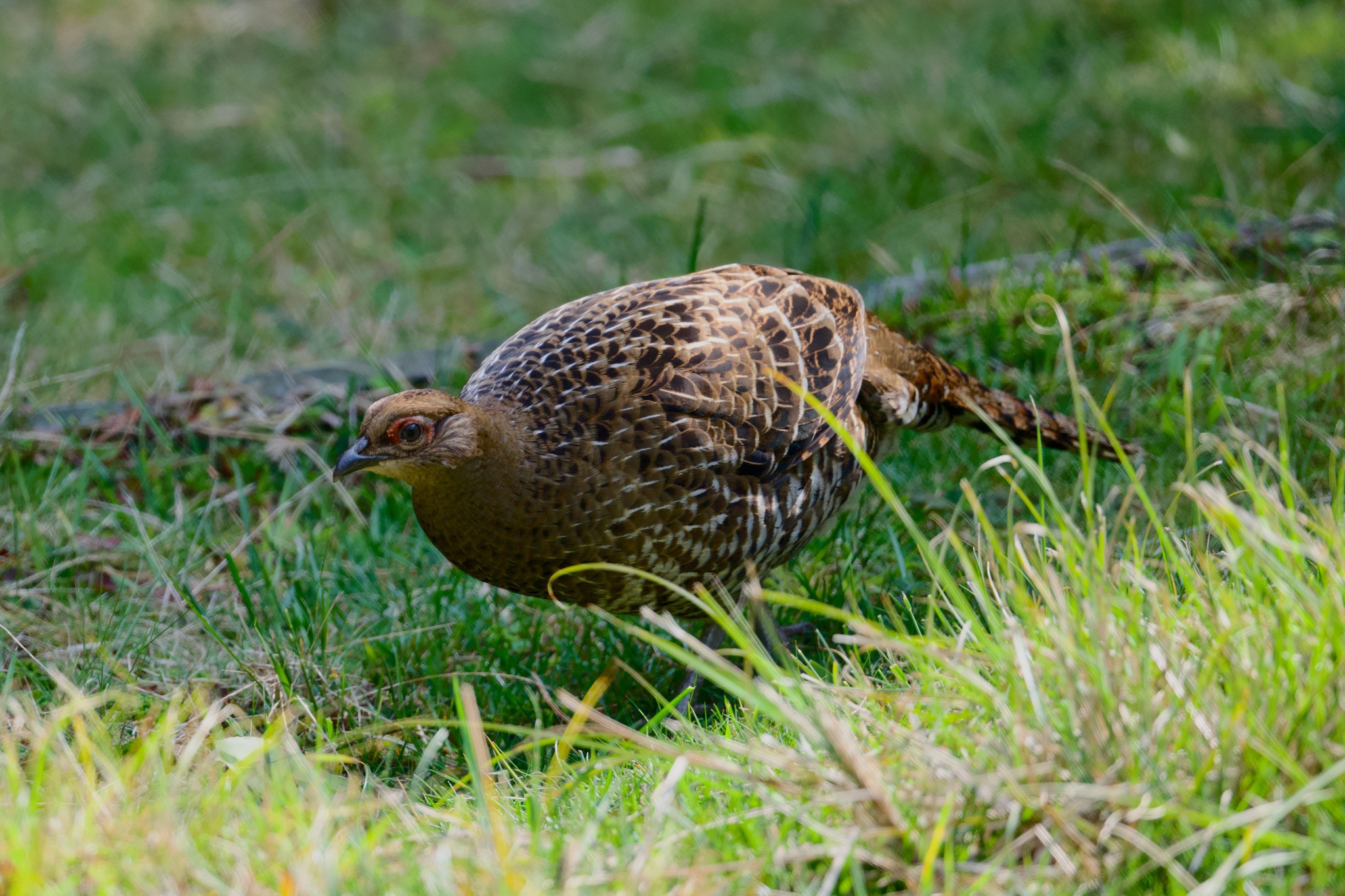 Mikado Pheasant (Syrmaticus mikado), photo 3