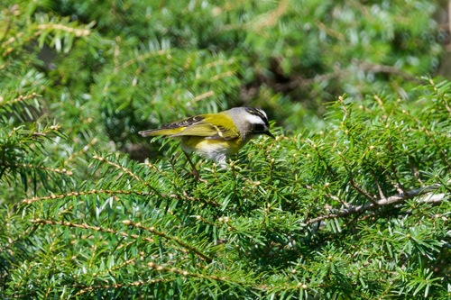 Flamecrest (Regulus goodfellowi), photo 3