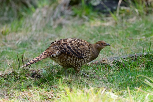 Mikado Pheasant (Syrmaticus mikado), photo 7