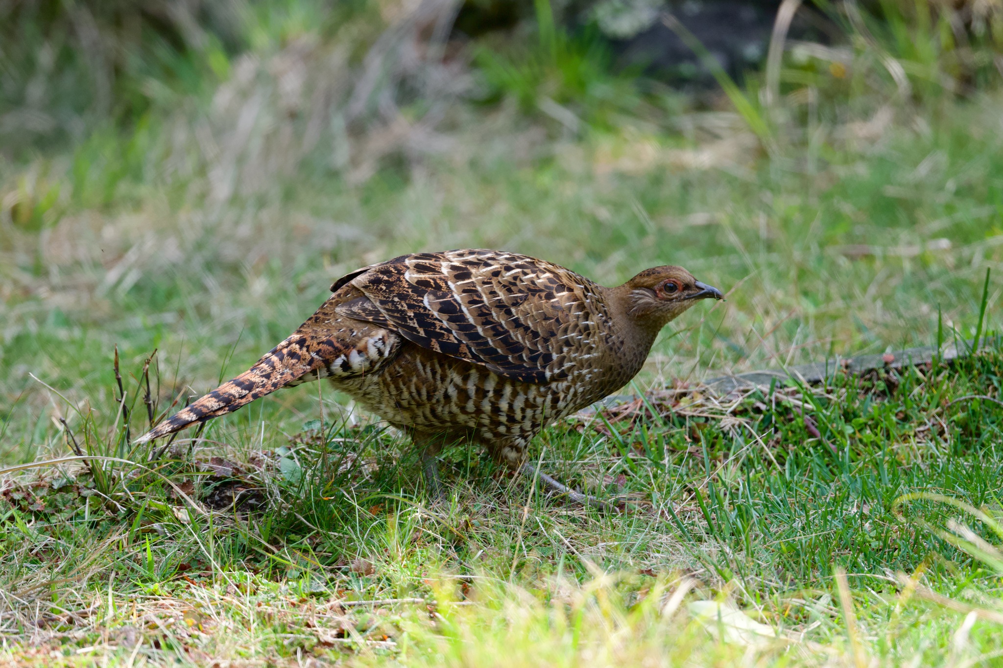 Mikado Pheasant (Syrmaticus mikado), photo 5