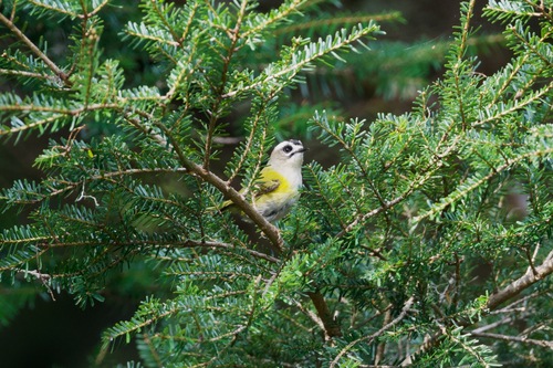 Flamecrest (Regulus goodfellowi), photo 8