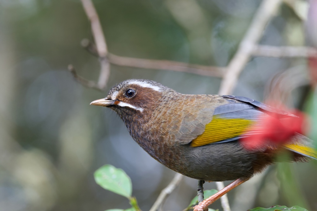 White-Whiskered Laughingthrush