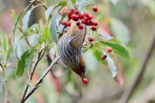 Taiwan Barwing (Actinodura morrisoniana)