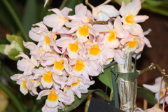 Dendrobium griffithianum