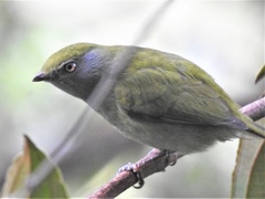 Ilicura militaris