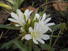 Lewisia brachycalyx