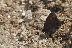 Erebia triarius