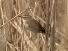 Acrocephalus melanopogon