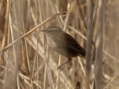 Acrocephalus melanopogon