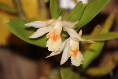 Dendrobium williamsonii
