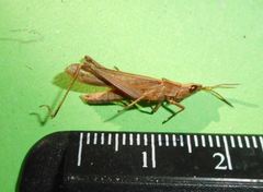 Allotruxalis gracilis