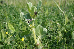 Vicia narbonensis