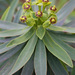 Euphorbia piscatoria - Photo (c) H.-U. Küenle, osa oikeuksista pidätetään (CC BY-SA)