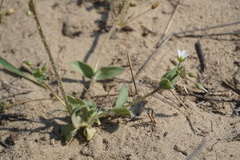 Holosteum glutinosum