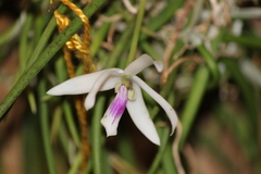 Leptotes bicolor