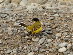 Motacilla flava feldegg