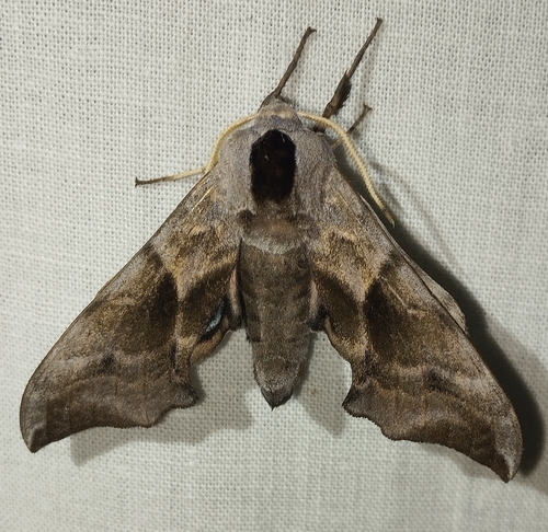 Eyed Hawkmoth