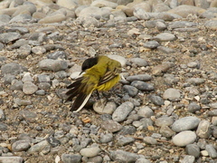 Motacilla flava feldegg