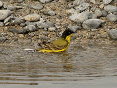 Motacilla flava feldegg