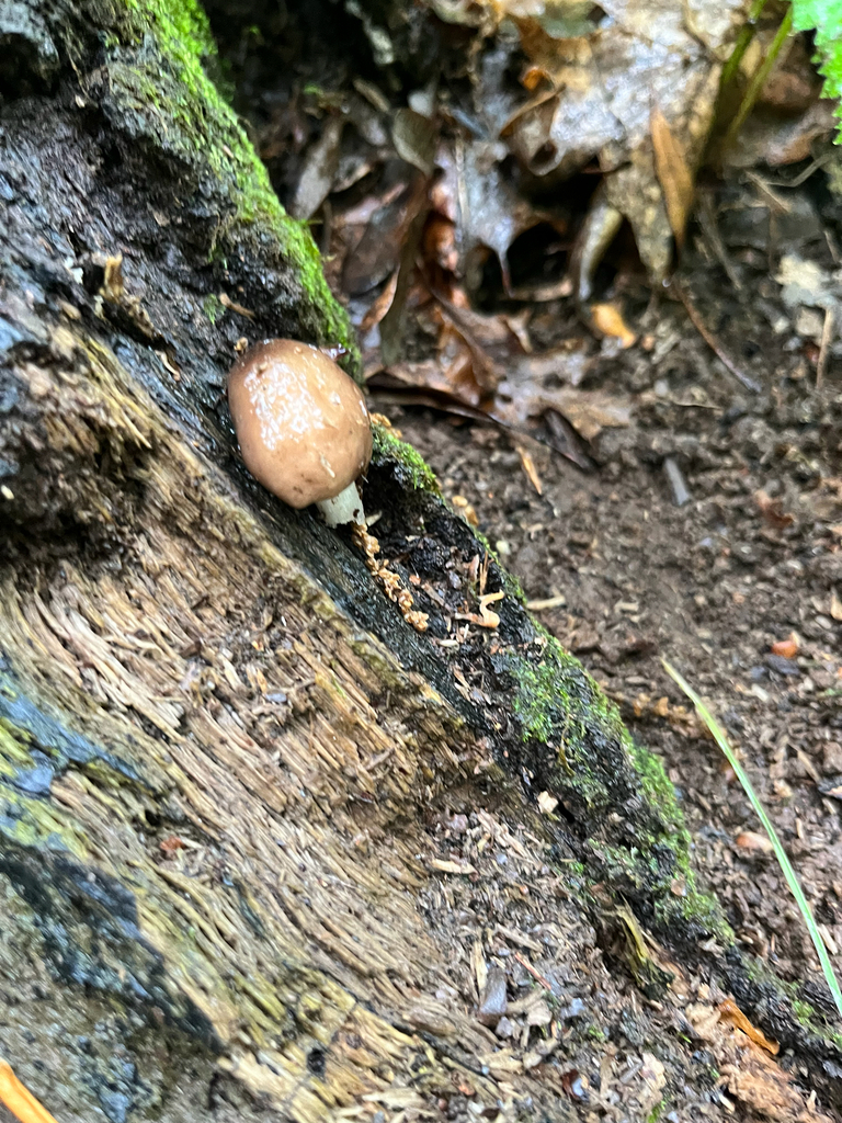 Deer Mushroom · May 2026 · photo: Photo: (c) Joshua Huber, some rights reserved (CC BY-SA) · iNaturalist