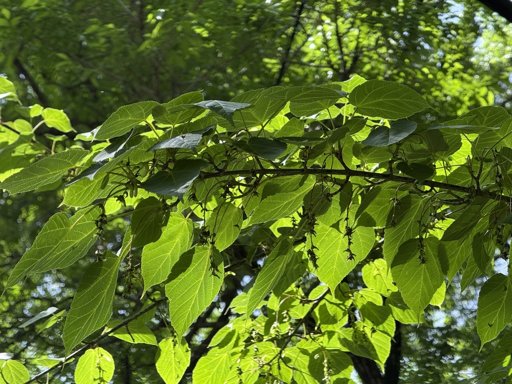 Acer davidii; photograph (c) Jane Charlen, some rights reserved (CC BY)