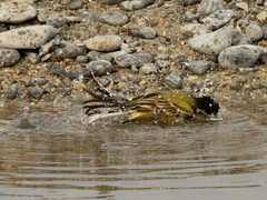 Motacilla flava feldegg