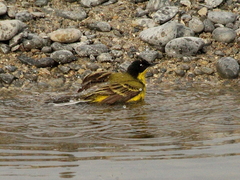 Motacilla flava feldegg