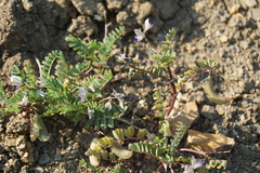 Astragalus guttatus