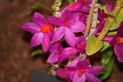 Dendrobium glomeratum