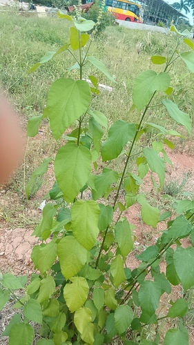 Mallotus oppositifolius observed 2026-05-23
