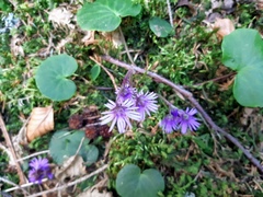Soldanella montana