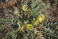 Astragalus longipetalus