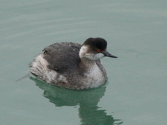 Podiceps nigricollis