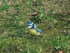 Cyanistes caeruleus
