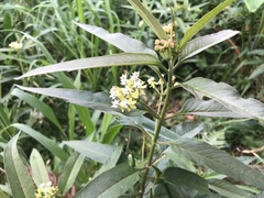 Asclepias nivea