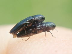 Agrilinae