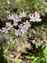 Amerallium