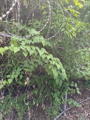Acer davidii, photograph (c) Jane Charlen, some rights reserved (CC BY)