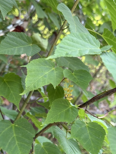 Acer davidii, photograph 5
