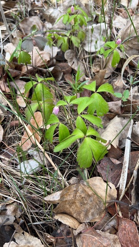 wood anemone
