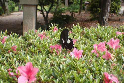 Papilio helenus nicconicolens