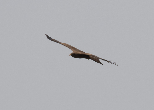 Black Kite