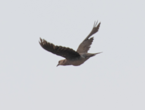 Red-eyed Dove