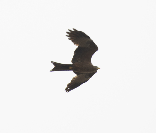 Black Kite
