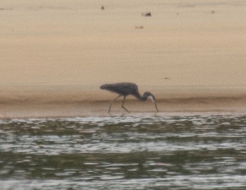 Western Reef Heron